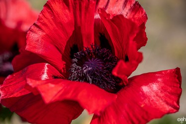 Ute Mohn IMG_4926.jpg